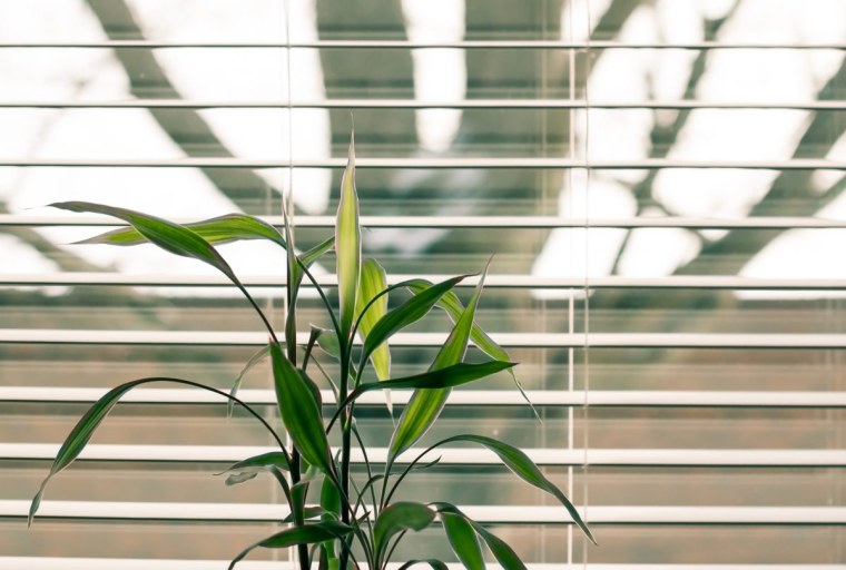 Green Plants behind the Glass with Backlight