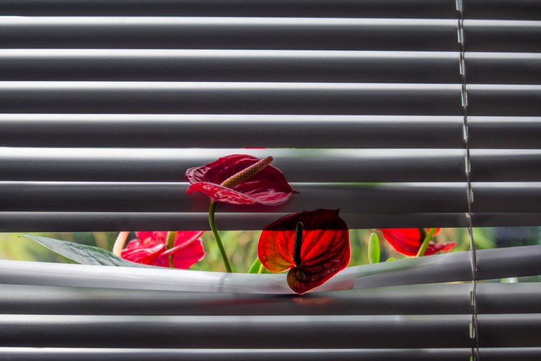 Цветы на фоне жалюзи