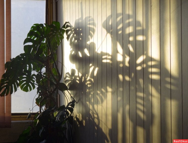 Тень от жалюзи