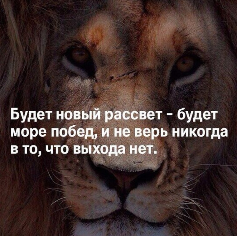 Статусы со львами