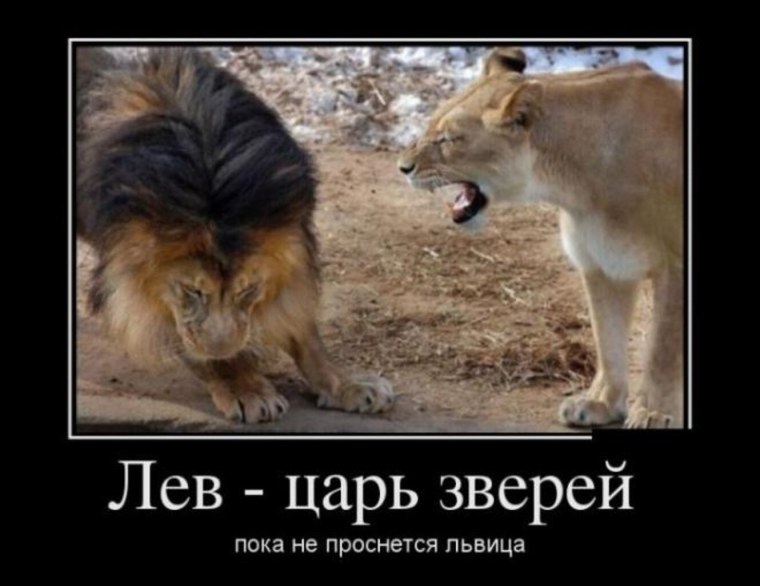 Шутки про львицу