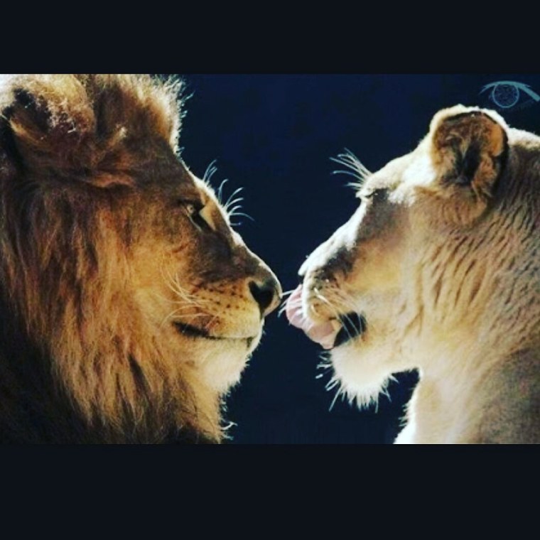 Лев и львица с надписями