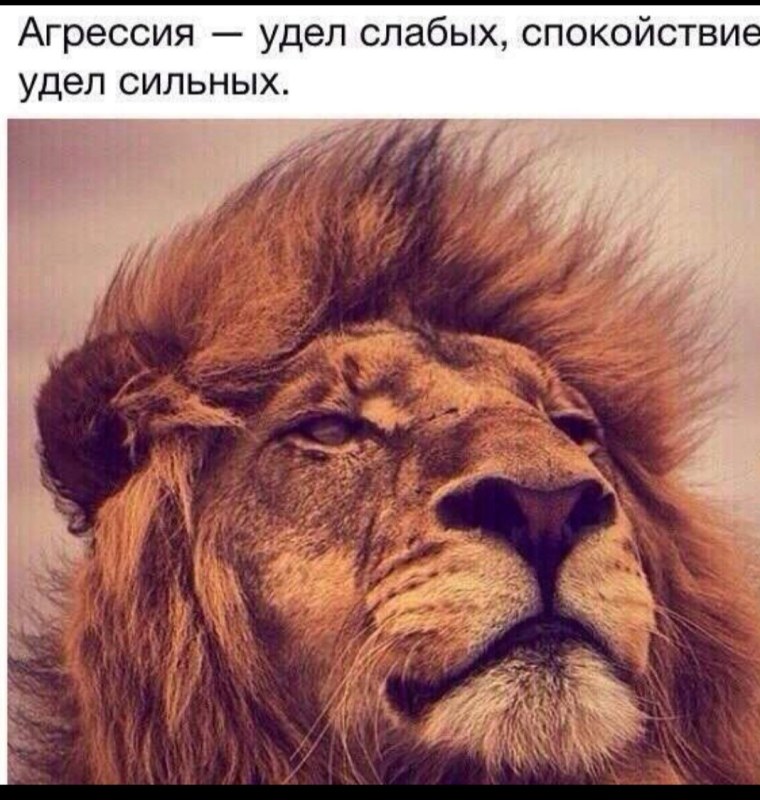 Надпись Лев