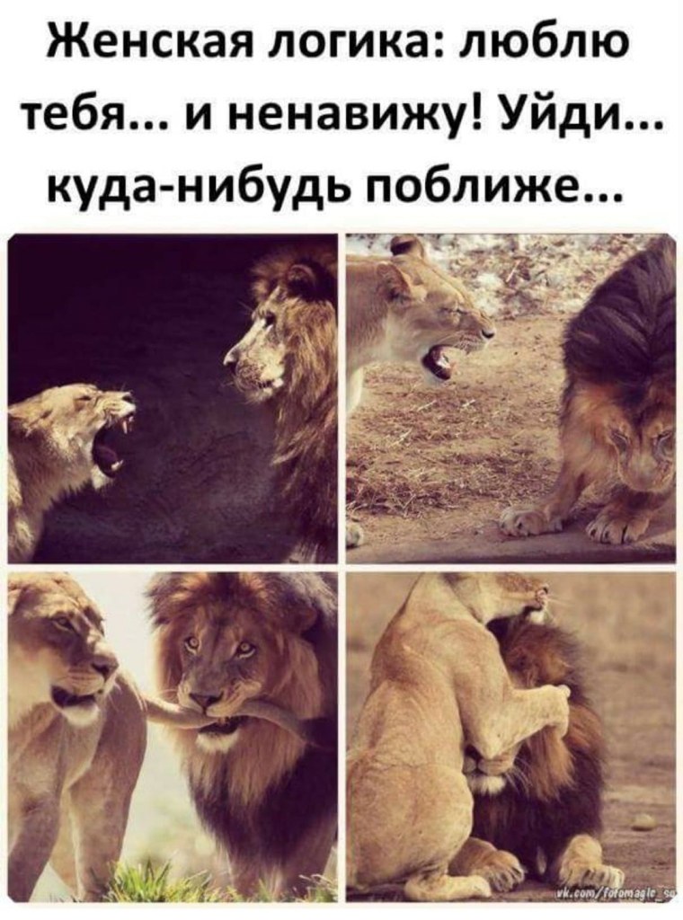 Люблю тебя мой Лев