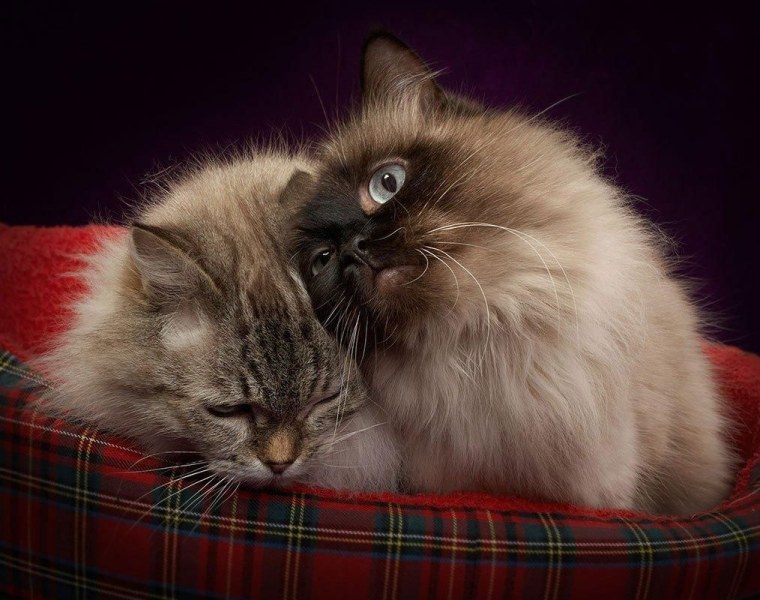 День нежности