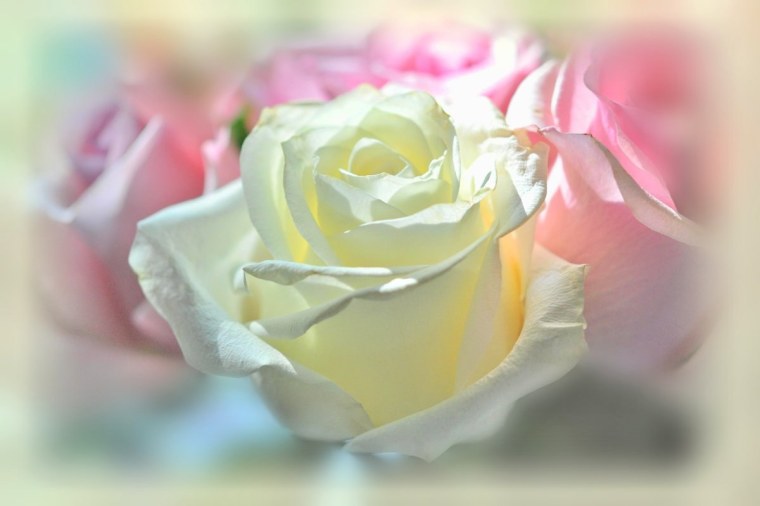 Нежность и очарование цветов