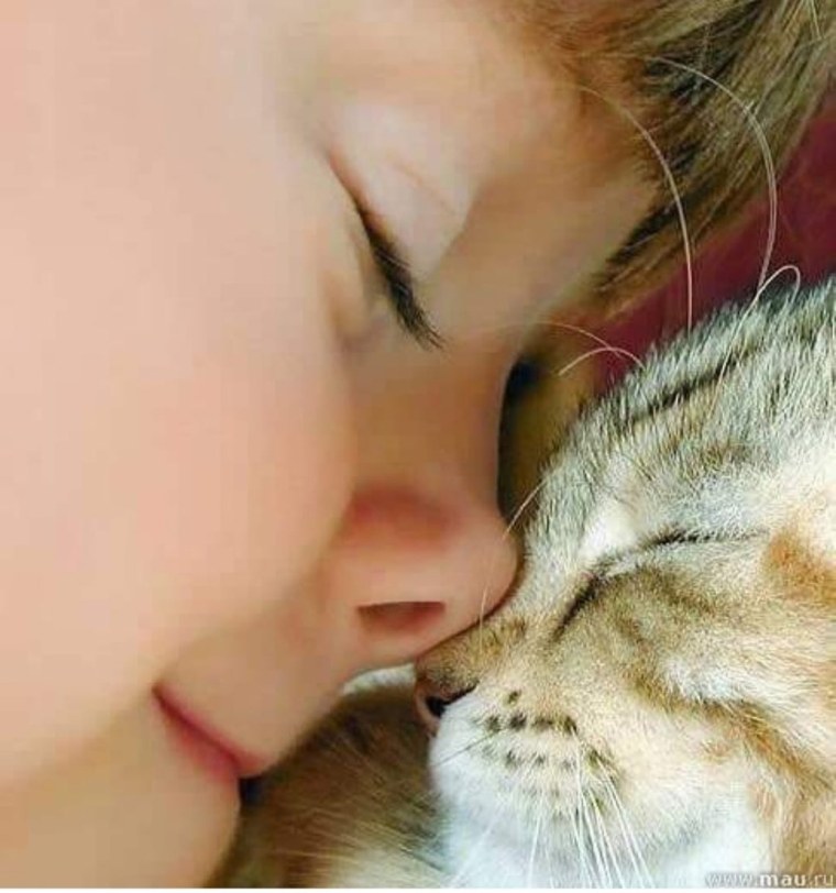 Кошки нос к носу