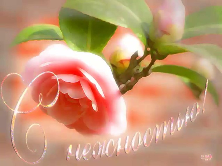 Распускается нежный. Цветок