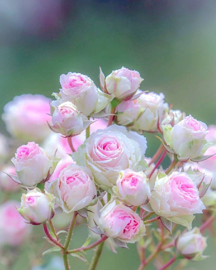 Пожелания нежности