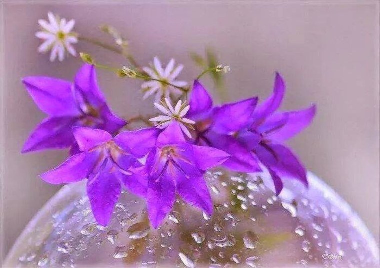 Нежные цветы колокольчики