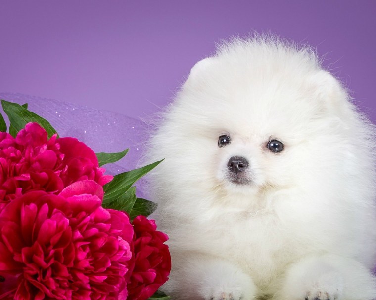 Шпиц поздравляет с днем рождения