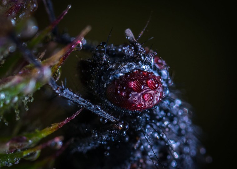 Городская Макросъемка