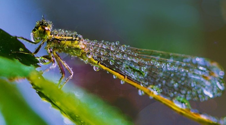 Стрекоза в каплях росы