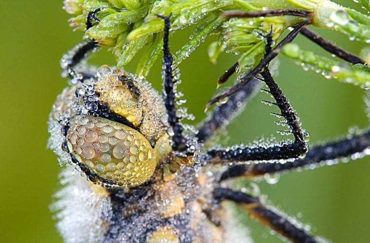 Насекомые в капельках росы