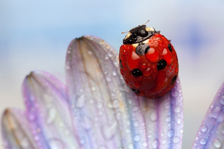 Божья коровка в росе