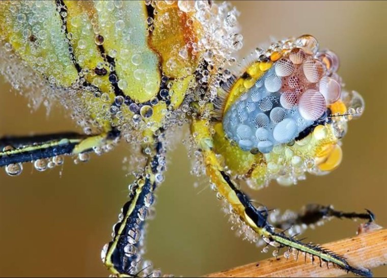 Стрекоза в капельках росы