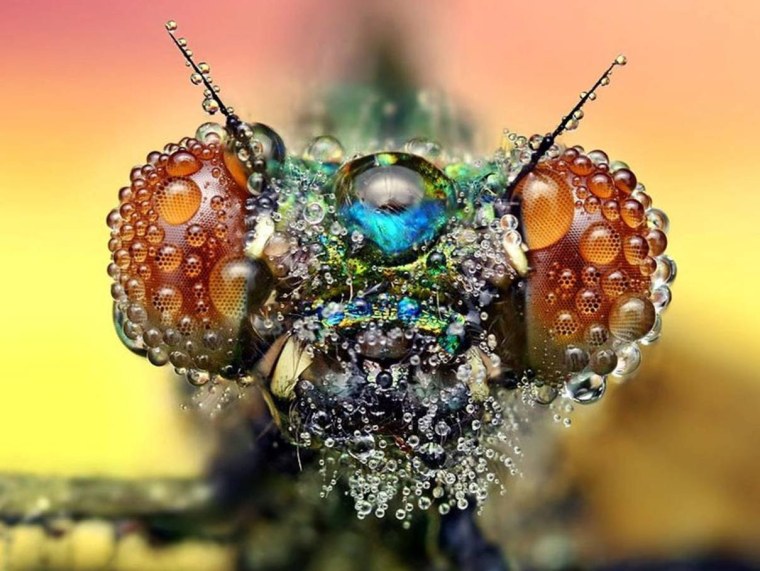 Макрофотографии насекомых