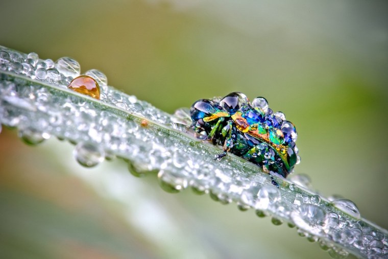 Красивые макрофотографии природы