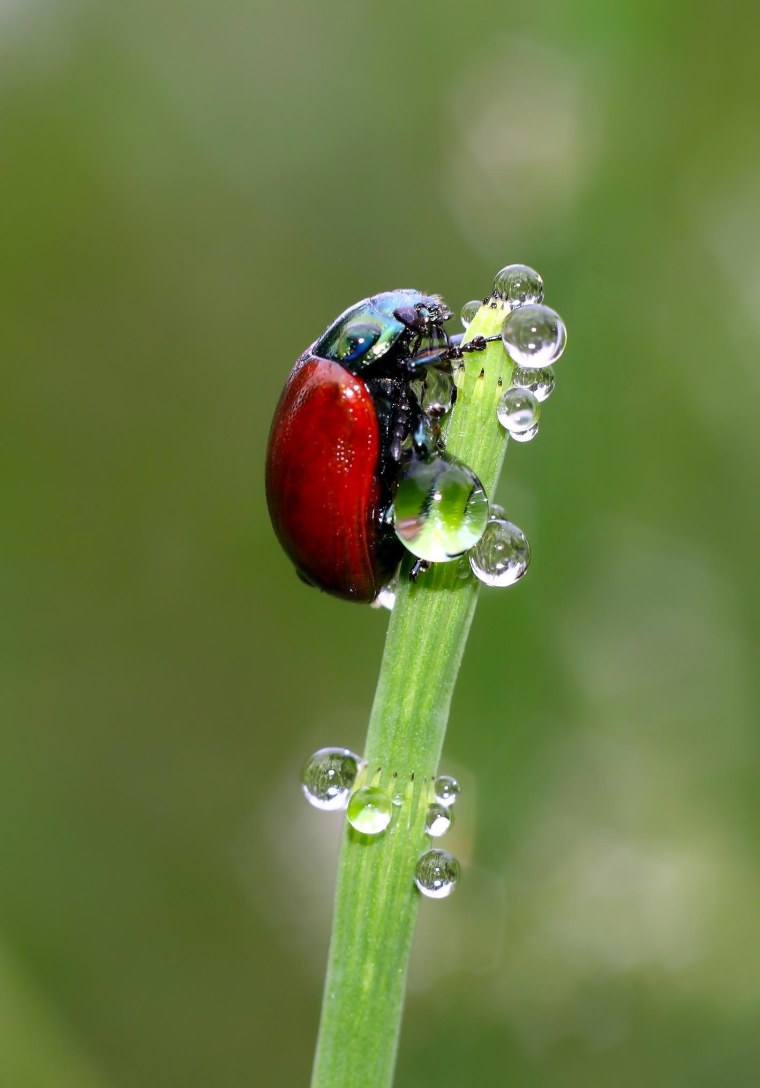 Макросъемка природа