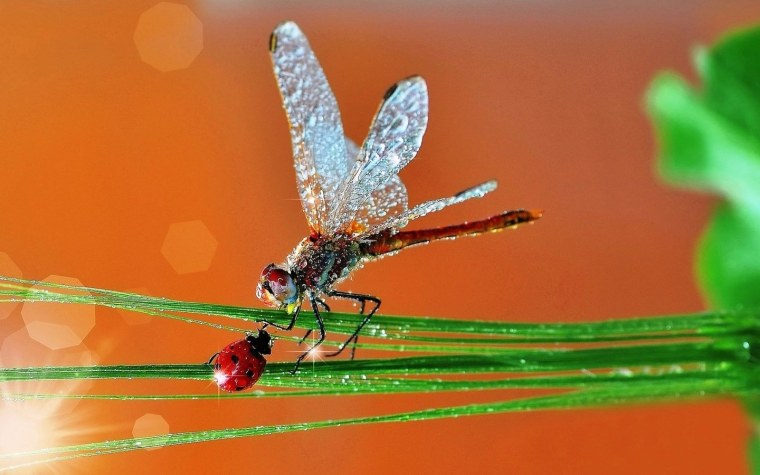 Макро мир природы