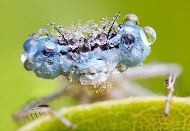 Насекомые в росе