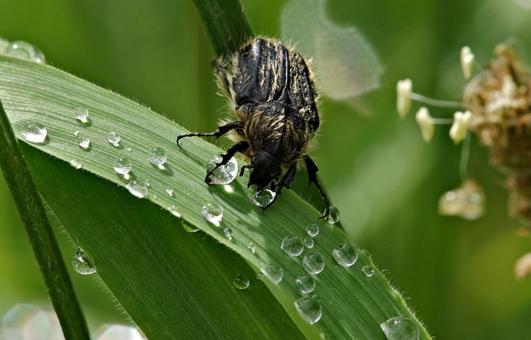 Жук в траве