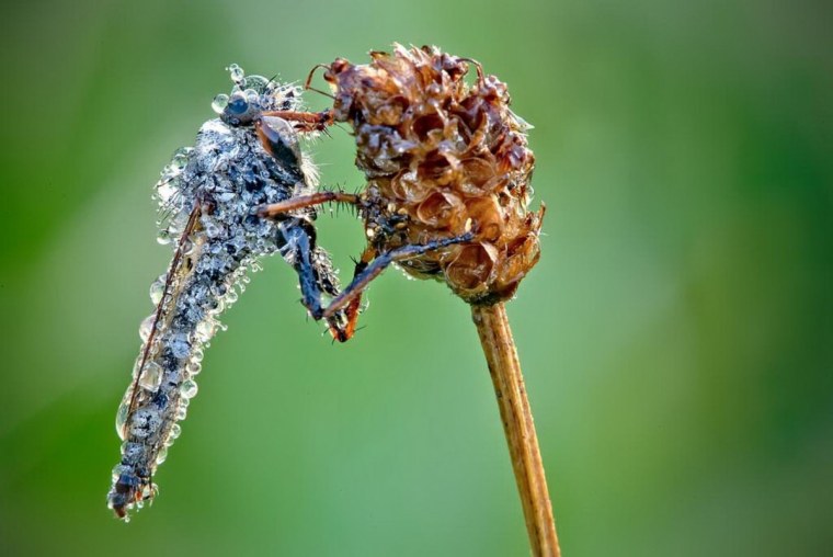Макросъемка насекомых