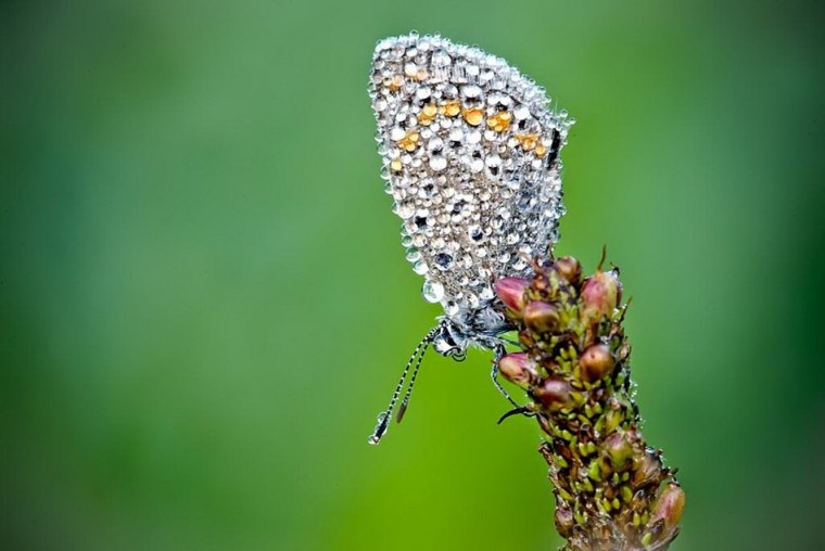 Насекомые в росе
