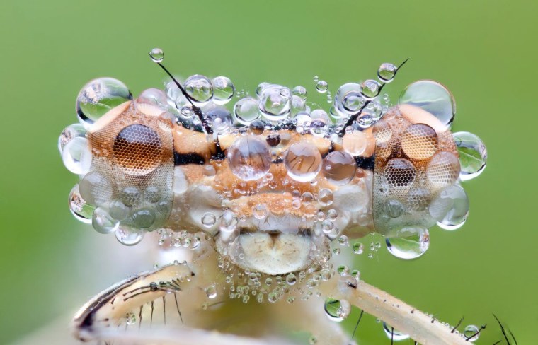 Стрекоза откладывает яйца