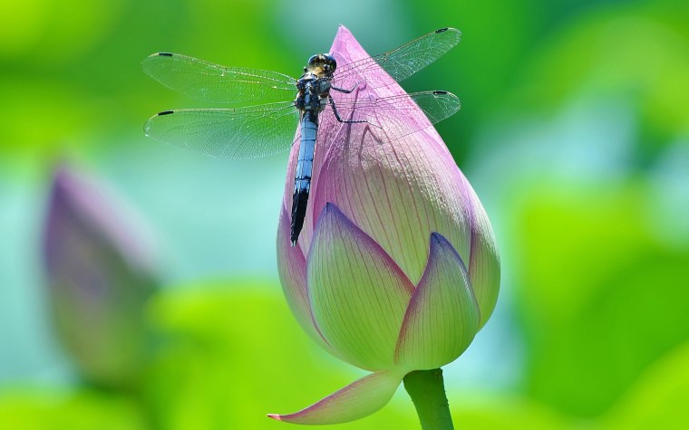 Макросъемка природа