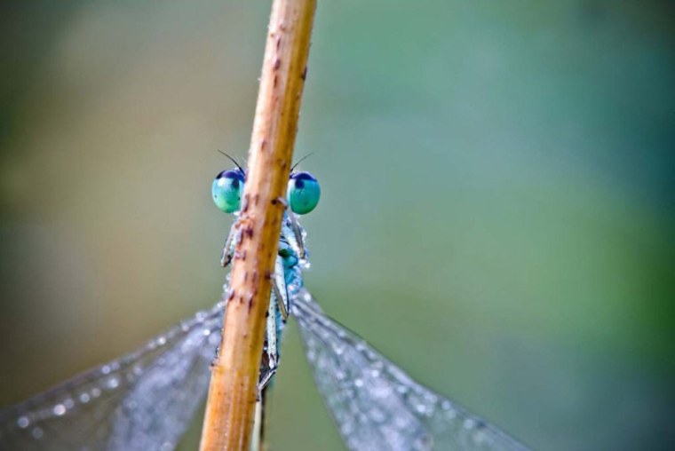 Стрекоза в капельках росы