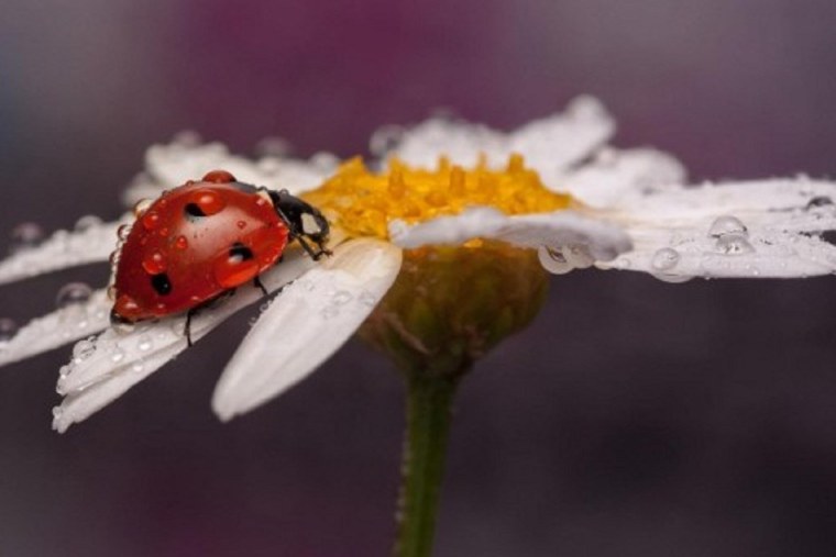 Ромашки в росе