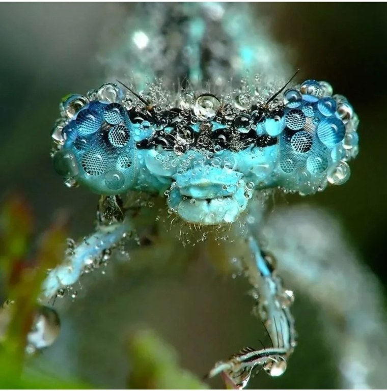 Микромир насекомые