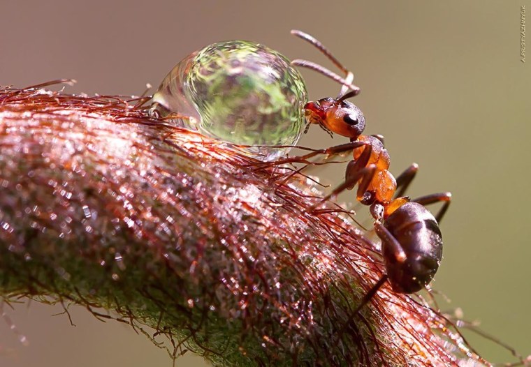 Макро про муравьев