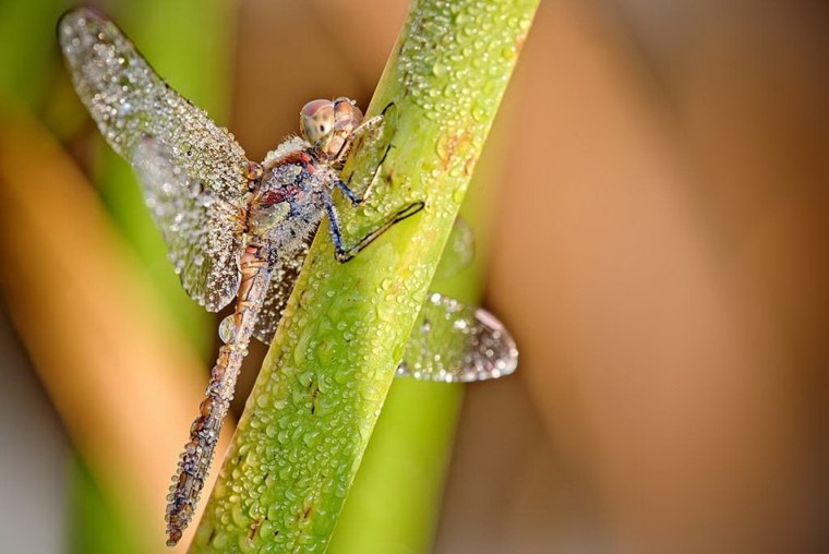 Насекомые в росе