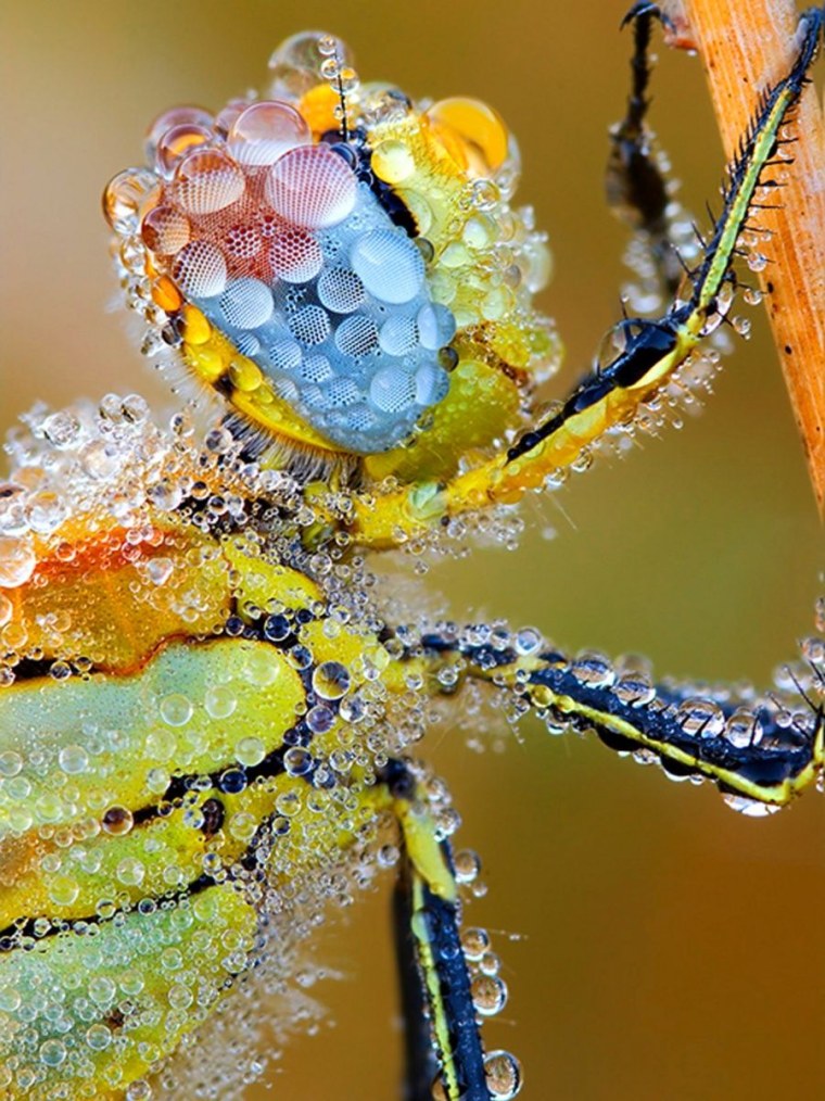 Макросъемка природа