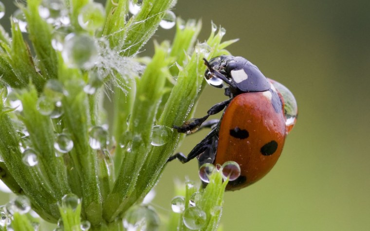 Божья коровка на траве с росой