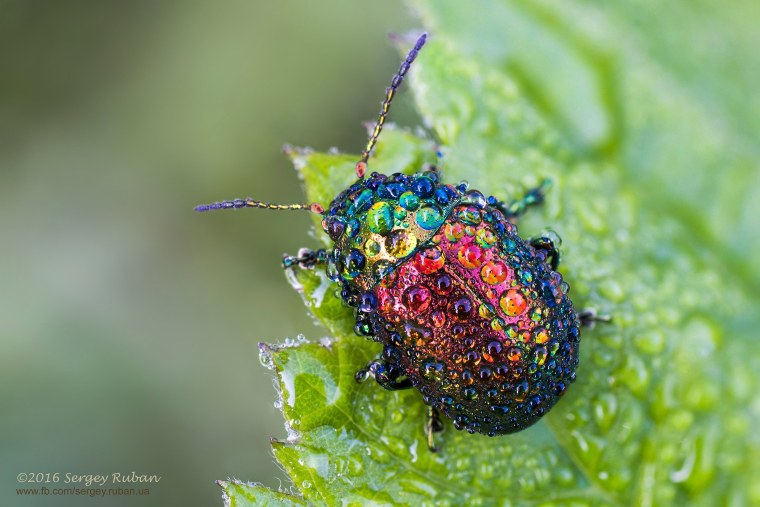 Листоед злаковый