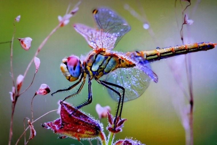 Стрекоза в природе
