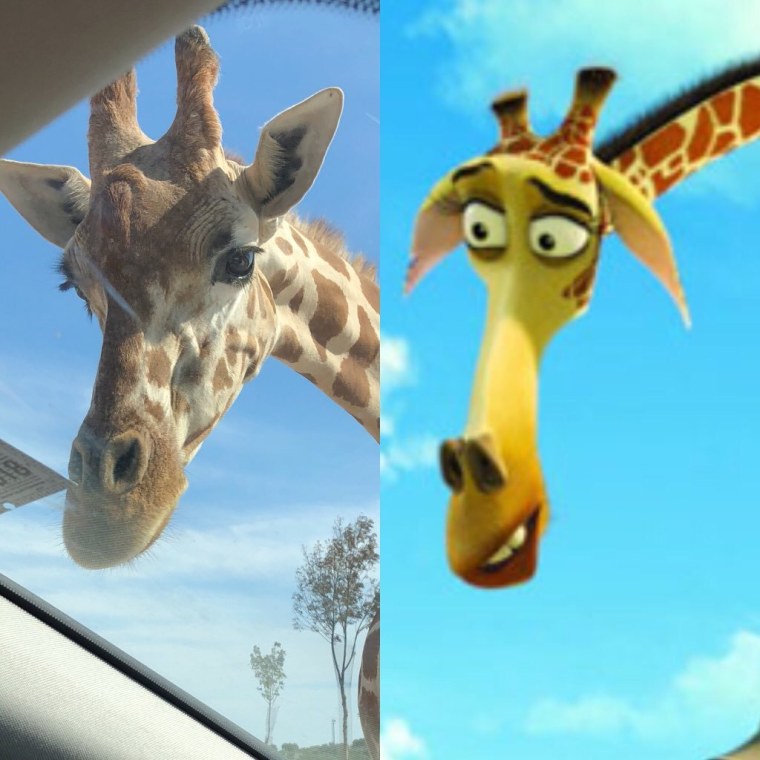 Жираф Мелман из Мадагаскара с градусником