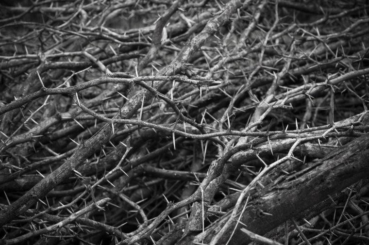 Терновые ветки