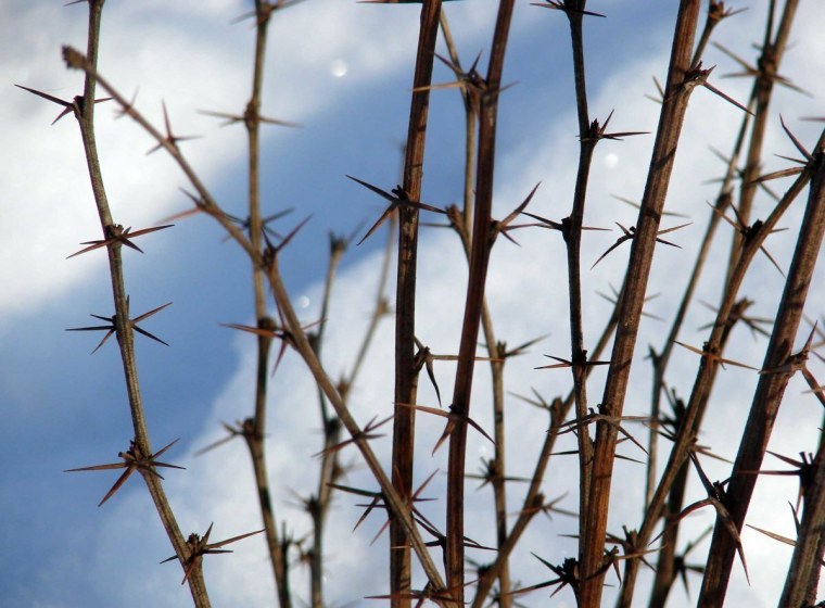 Терновый куст колючки