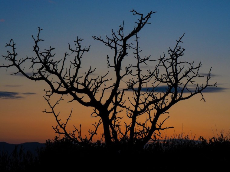Терновник колючий кустарник