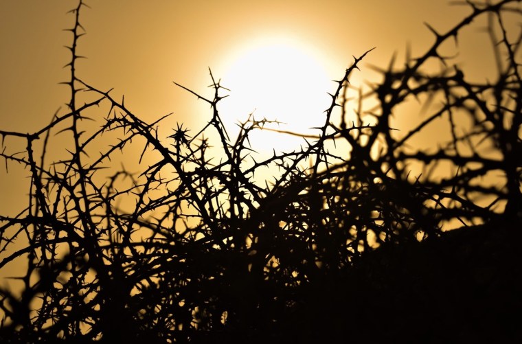 Тернии Терновник