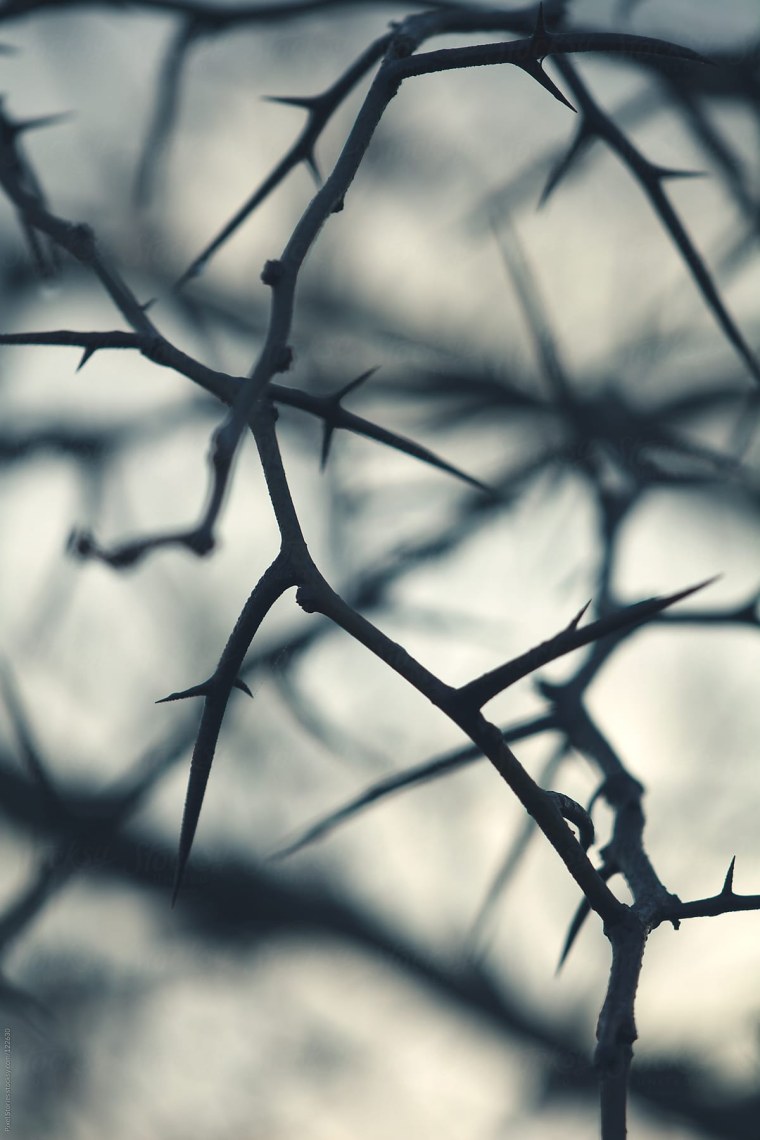 Терновник лоза