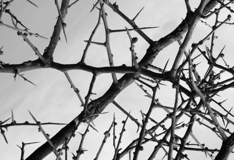 Терновник лоза