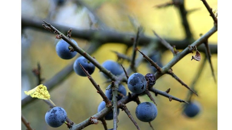 Тёрн Терновый куст