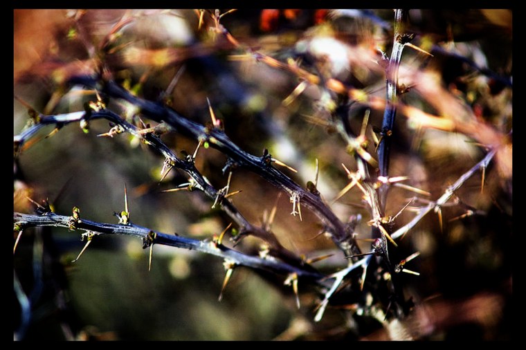 Терновник колючий кустарник