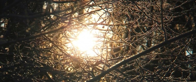 Тернии Терновник