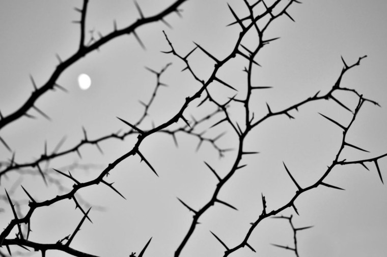 Тернии Терновник